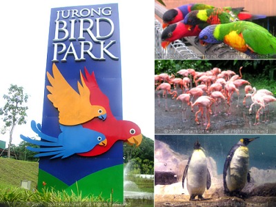 Vườn chim Jurong với hàng trăm loài chim khác nhau