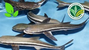 Cá giò -đặc sản Cửa Lò