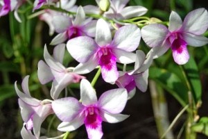 Đẹp mê hồn vườn lan Singapore
