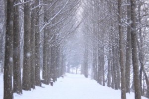 Và hàng cây khi Mùa Đông tới