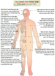Công dụng của Hồng Sâm
